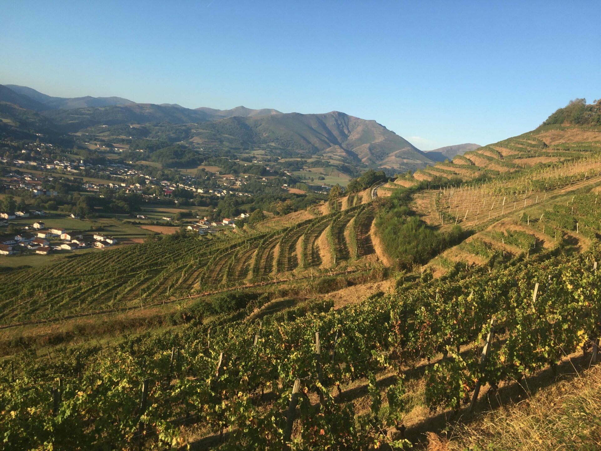 Domaine Apatia | Œnotourisme au Pays Basque - Vins d'Irouléguy
