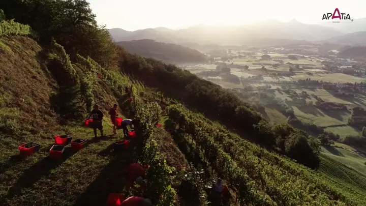 Domaine Apatia • Vendange