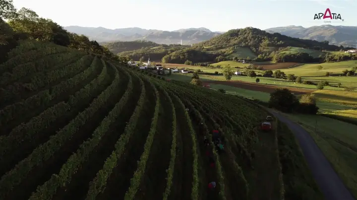 Domaine Apatia • Vignes en Terrasse et Vendange