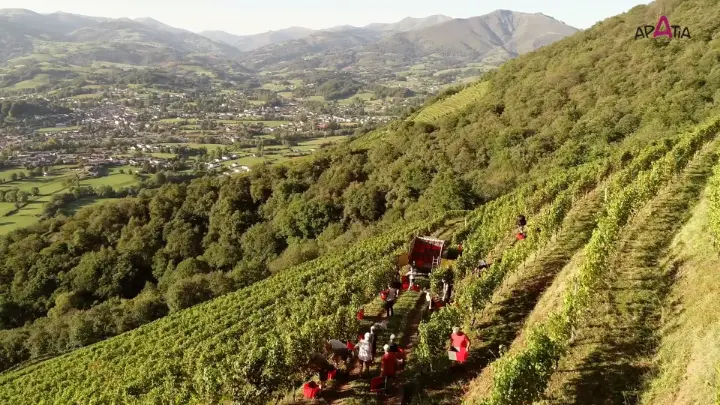 Domaine Apatia • Vignes et Vendange