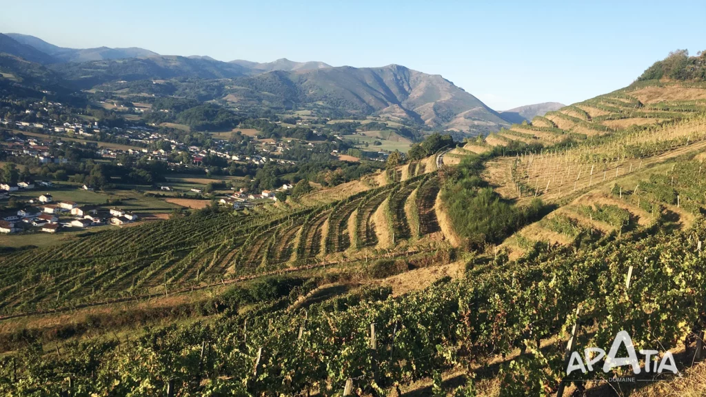 Vignoble • Domaine Apatia ©