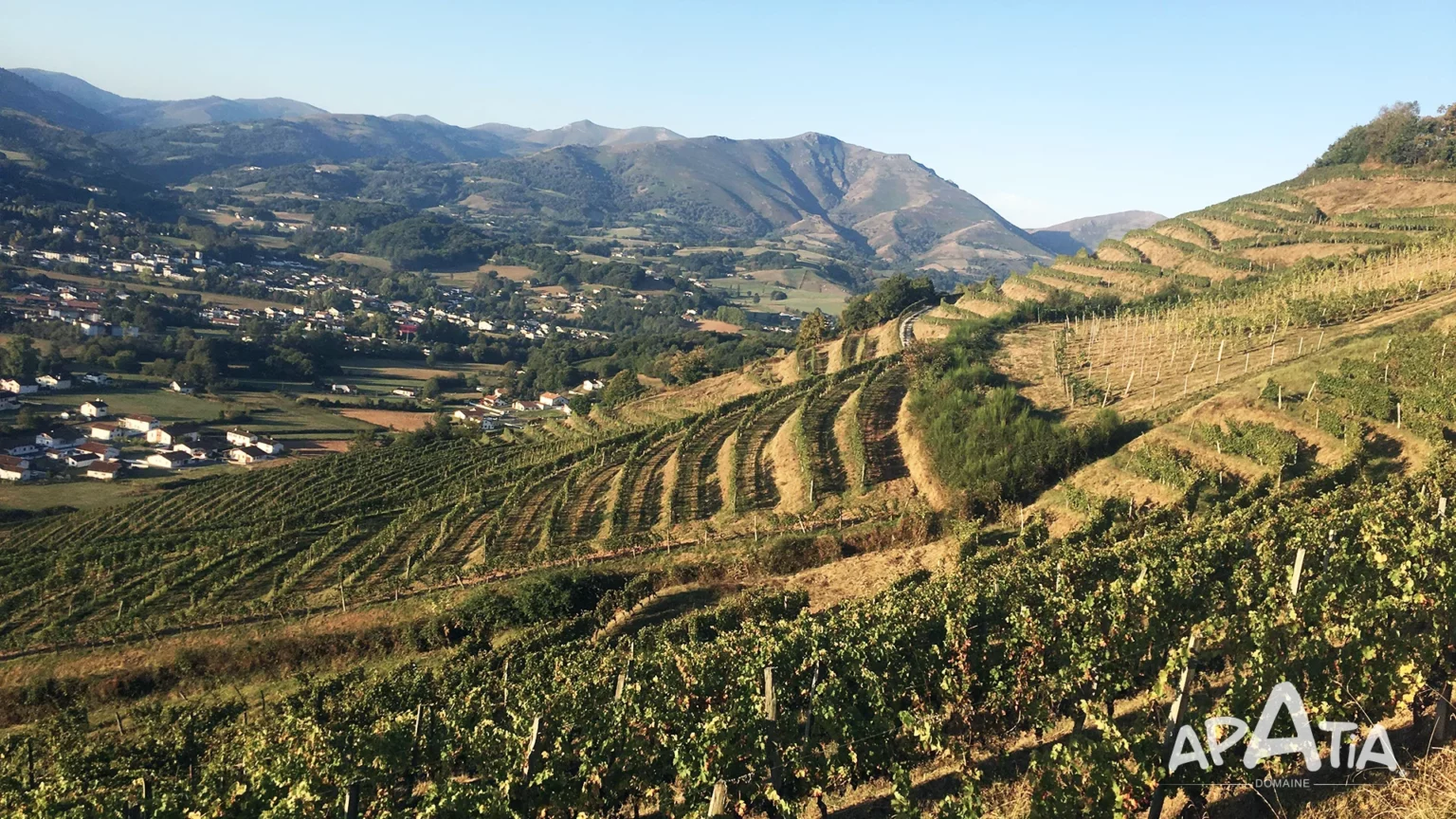 Vignoble • Domaine Apatia ©