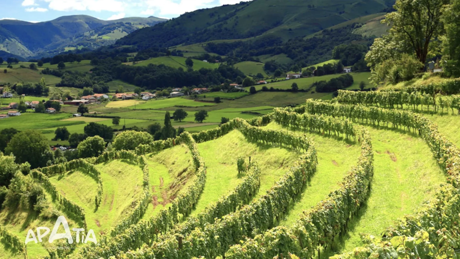 Vignoble • Domaine Apatia