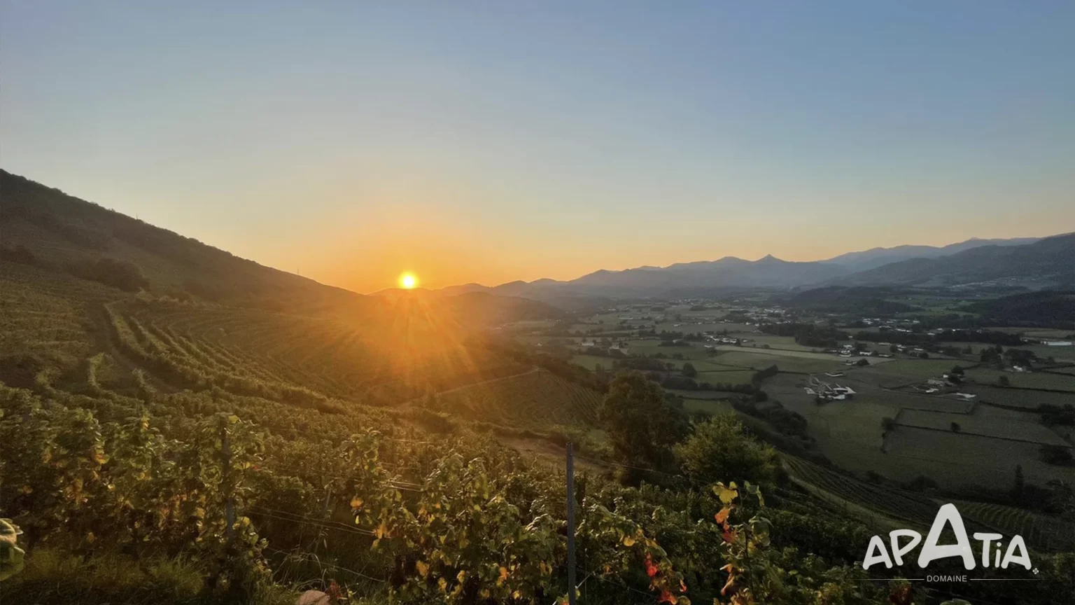 Vignoble • Domaine Apatia ©